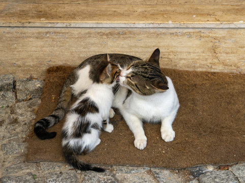 Two Cats Licking Each Other, Two Cats Playing On The Floor,