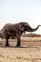 Fototapeta premium Eléphant au parc national d'etosha en Namibie, Afrique