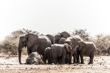 Un troupeau d'éléphants a Etosha en Namibie