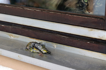 Ein Vogel ist gegen ein Fenster geflogen und gestorben. Eine Katze beobachtet einen toten Vogel am...