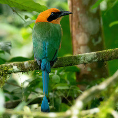 °Broad-billed Motmot