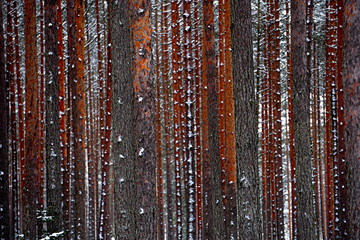 Pine forest tree trunks and Spruce tree covered with snow in winter day. Beautiful natural textured forest background