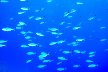 Fototapeta premium School of fish at the Red Sea, Egypt