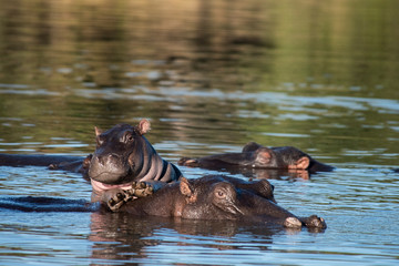 Fototapeta premium Hippos At Sabi Sand Game Reserve in South Africa