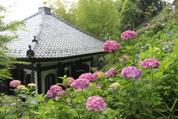Fototapeta na wymiar 長谷寺の紫陽花