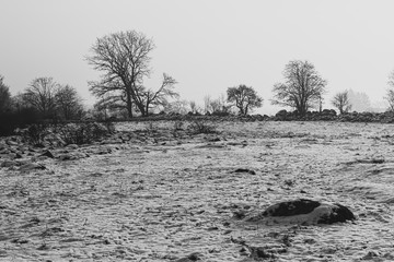 Winter morning with snow in a nature reserve