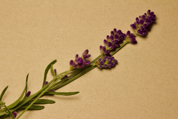 English lavender flower stems macro on recycled paper background with copy space