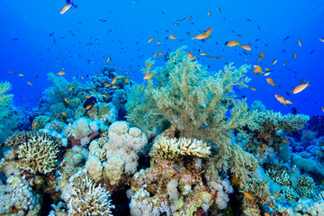 Naklejka na ściany i meble Coral Reef at the Red Sea, Egypt