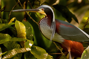 Agami Heron