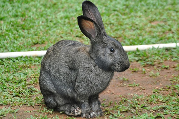 Tan rabbits in the rabbit garden