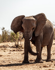 Fototapeta na wymiar Eléphant au parc national d'etosha en Namibie, Afrique