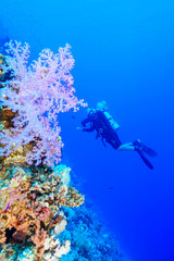 Fototapeta na wymiar Scuba Diving the Red Sea, Egypt