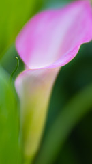 Calla Lily