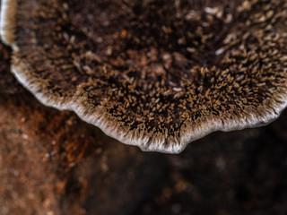 Wood Mushroom