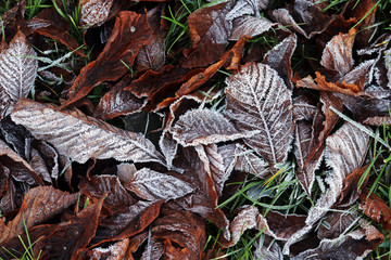 Gefrorene Blätter auf dem Boden. Bodenfrost im Herbst und Winter