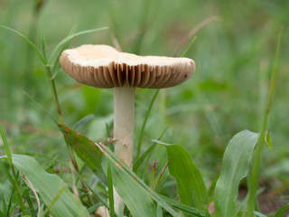 Mushroom