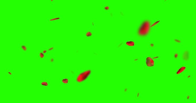 red rose petals flying on chroma key, green screen background, love and valentine day concept