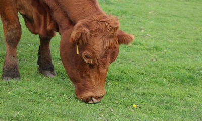 Close-up of head and face of rust colored cow eating grass