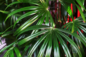 Green leaves pattern ,leaf palm tree in the forest