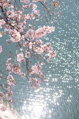 水面に輝く桜