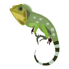 Green iguana lizard. Isolated vector illustration. Flat cartoon style.	 - obrazy, fototapety, plakaty