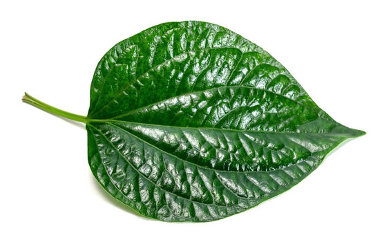 Piper sarmentosum Roxb or Chaplo or piperaceae foliage ,Green leaves pattern of tropical leaf plant isolated on white background