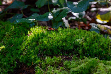 Obraz na płótnie Canvas Fresh green moss in forest