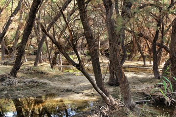 Fototapeta premium Tamarix shrubs on the slope of the Vinalopo river
