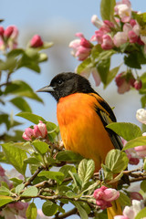 Baltimore Oriole and Blooms