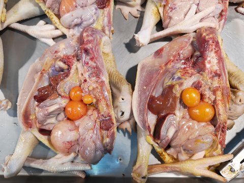 Fresh Chicken Organs In The Market