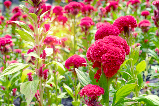 red cockscomb flowers in the garden