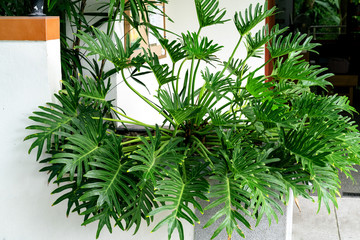 Green leaves pattern,leaf philodendron xanadu in garden