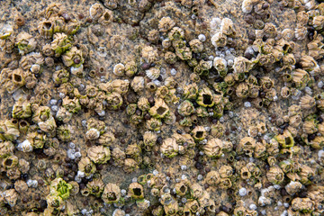 Acorn Barnacles on a rock 