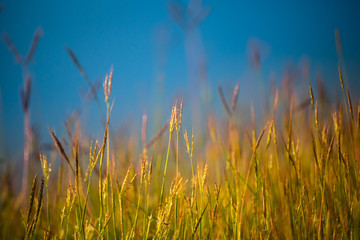 field of wheat