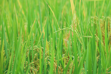 Rice paddy field in the village of Xinhui district.Rice paddy field in the village of Xinhui district,Jiangmen,Guangdong,China.