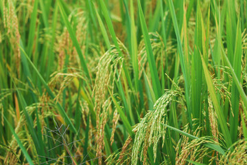 Fototapeta na wymiar Rice paddy field in the village of Xinhui district.Rice paddy field in the village of Xinhui district,Jiangmen,Guangdong,China.