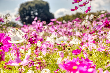 Obraz premium flowers in the garden