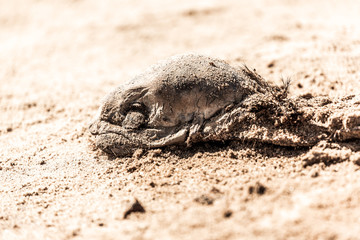 The skeleton coast in Namibia