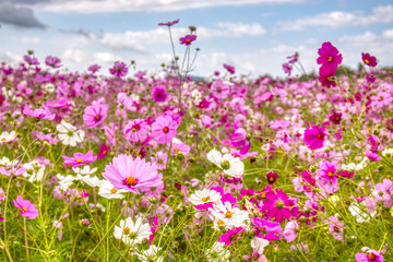 Obraz na płótnie Canvas field of pink flowers