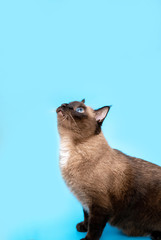 a large adult Siamese cat looks up. blue background