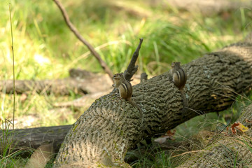 Eastern chipmunk (Tamias striatus)  on the park - eastern North America Natural scene from Wisconsin state forest.