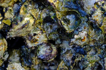 Close up Saccostrea or Hooded oyster or Natal rock oyster.