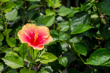 Pink flower and blur background in the garden