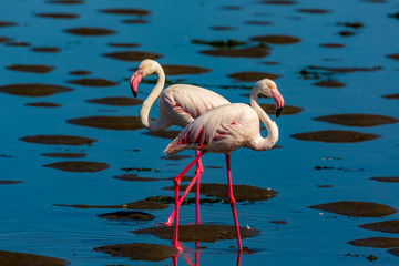 flamant rose en Namibie