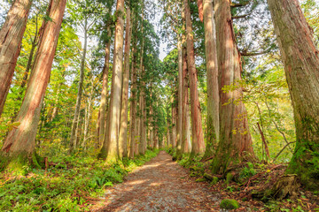 戸隠神社奥社　参道　杉並木　長野県戸隠　Togakushi Shrine　Approach　Row of cedar trees　Nagano Togakushi