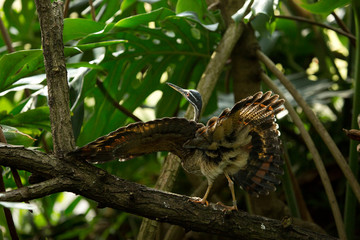 The Sunbittern (Eurypyga helias).