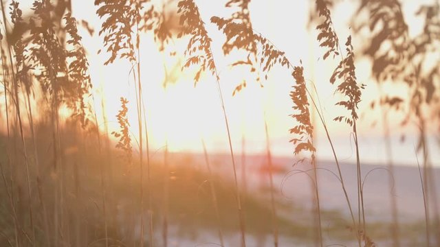 Sea oats gently sway in the ocean breeze during an orange and yellow vivid sunset using a shallow depth of field to add a soft and ethereal feel.