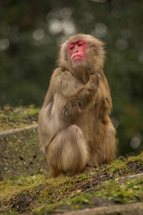 The Snow monkey or Japanese macaque (Macaca fuscata).