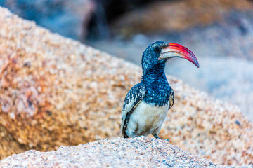 Oiseau de Namibie