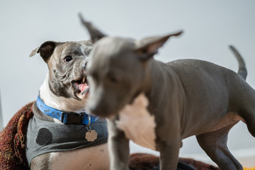 adult pitbull dog gives warning expressions to other dogs